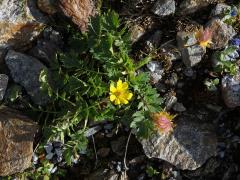 Kuklík plazivý (Geum reptans L.)