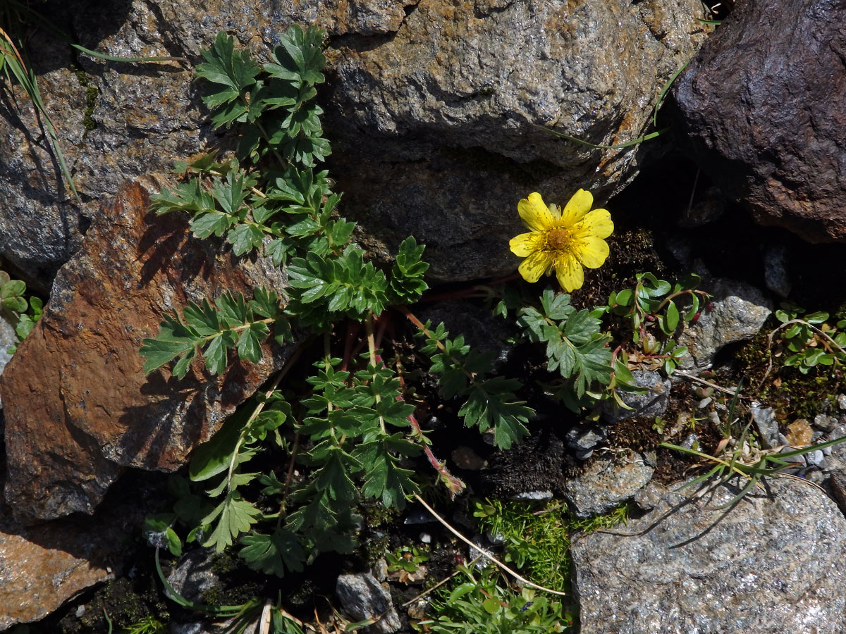 Kuklík plazivý (Geum reptans L.)