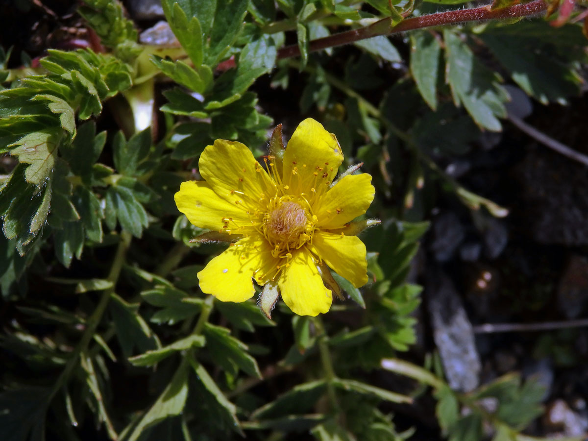 Kuklík plazivý (Geum reptans L.)