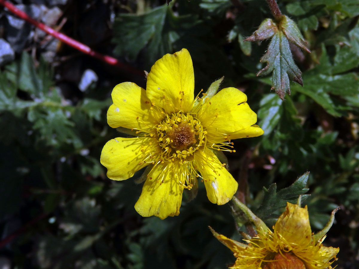 Kuklík plazivý (Geum reptans L.)