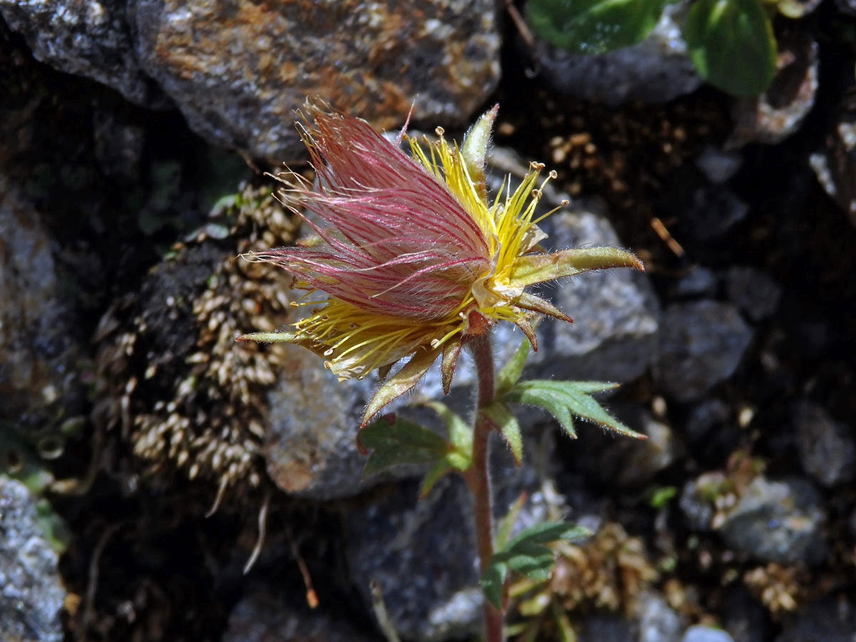 Kuklík plazivý (Geum reptans L.)