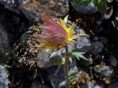 Kuklík plazivý (Geum reptans L.)