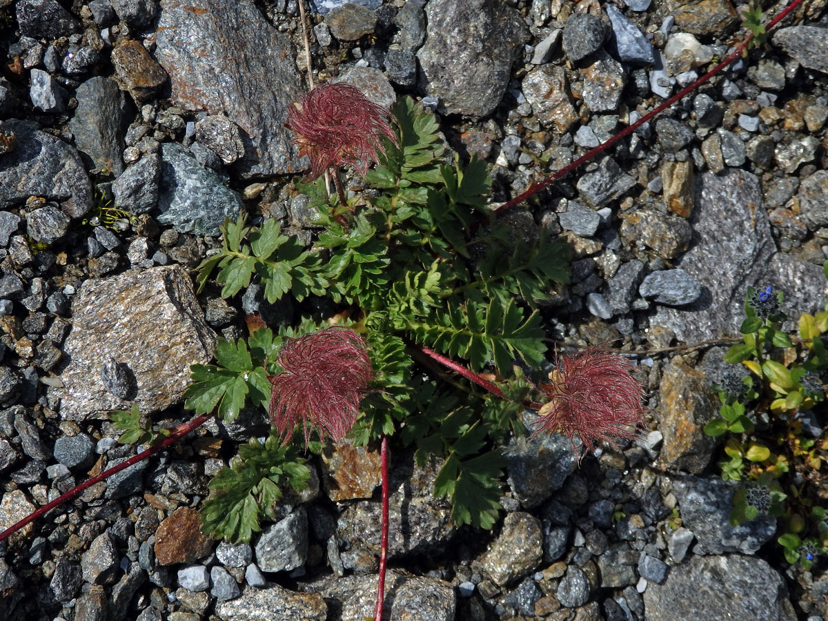 Kuklík plazivý (Geum reptans L.)