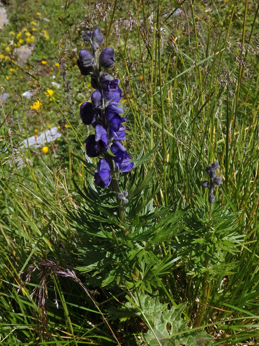 Oměj (Aconitum napellus L.)