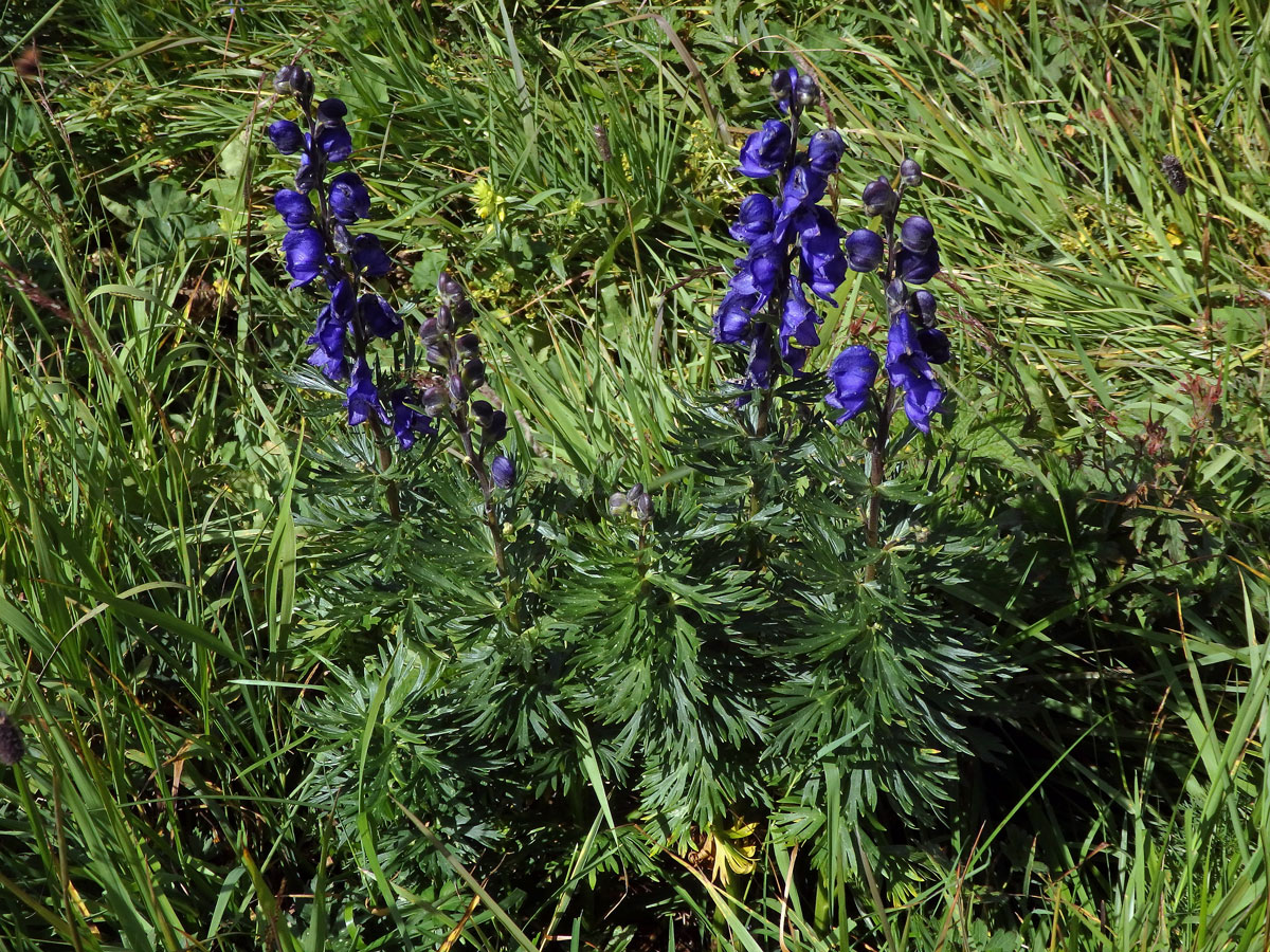 Oměj (Aconitum napellus L.)