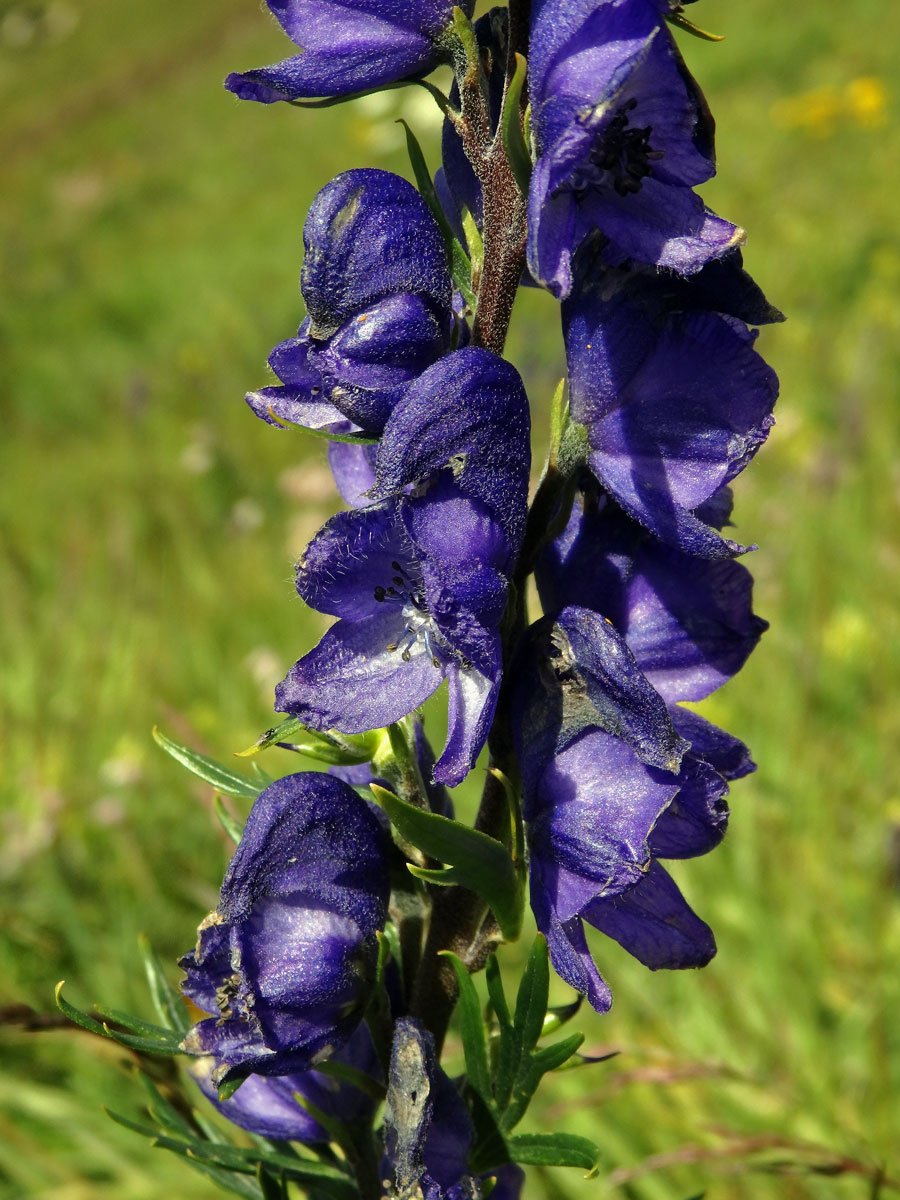 Oměj (Aconitum napellus L.)