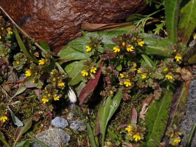 Světlík (Euphrasia minima Jacq. ex DC.)