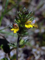 Světlík (Euphrasia minima Jacq. ex DC.)