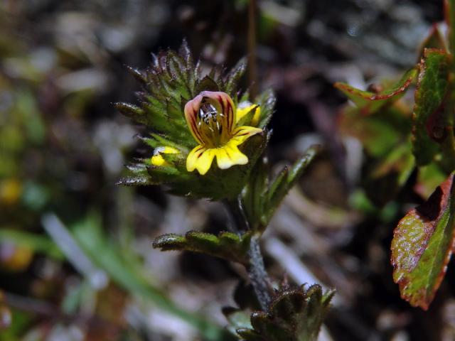 Světlík (Euphrasia minima Jacq. ex DC.)