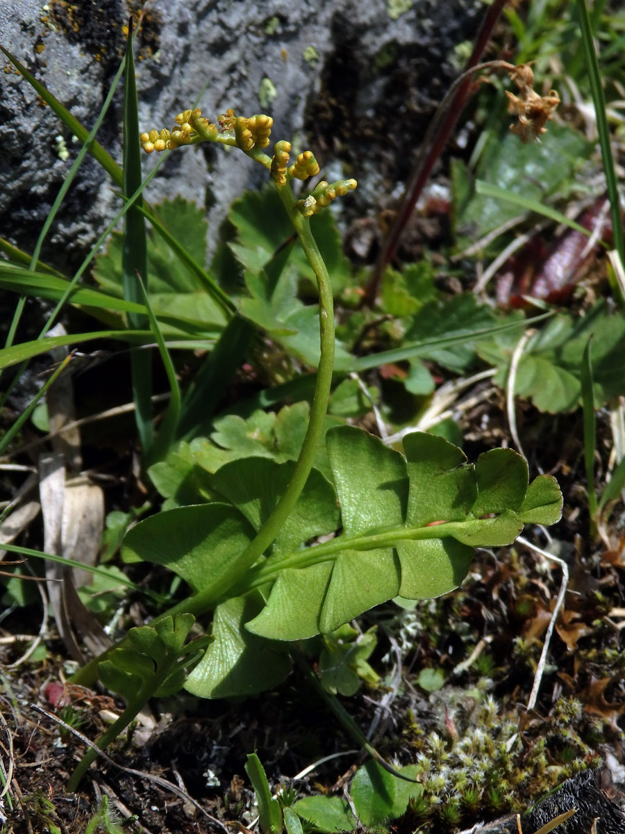 Vratička měsíční (Botrychium lunaria (L.) Sw.)