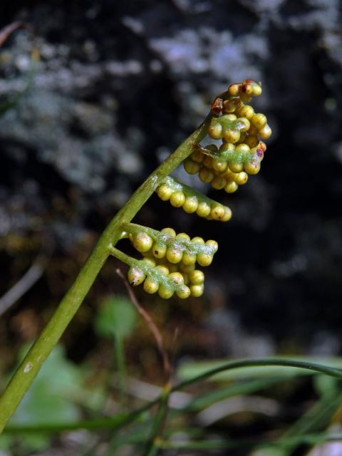 Vratička měsíční (Botrychium lunaria (L.) Sw.)