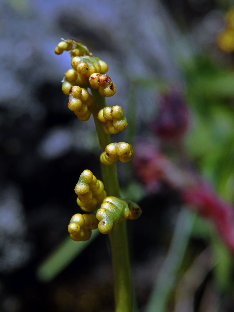 Vratička měsíční (Botrychium lunaria (L.) Sw.)