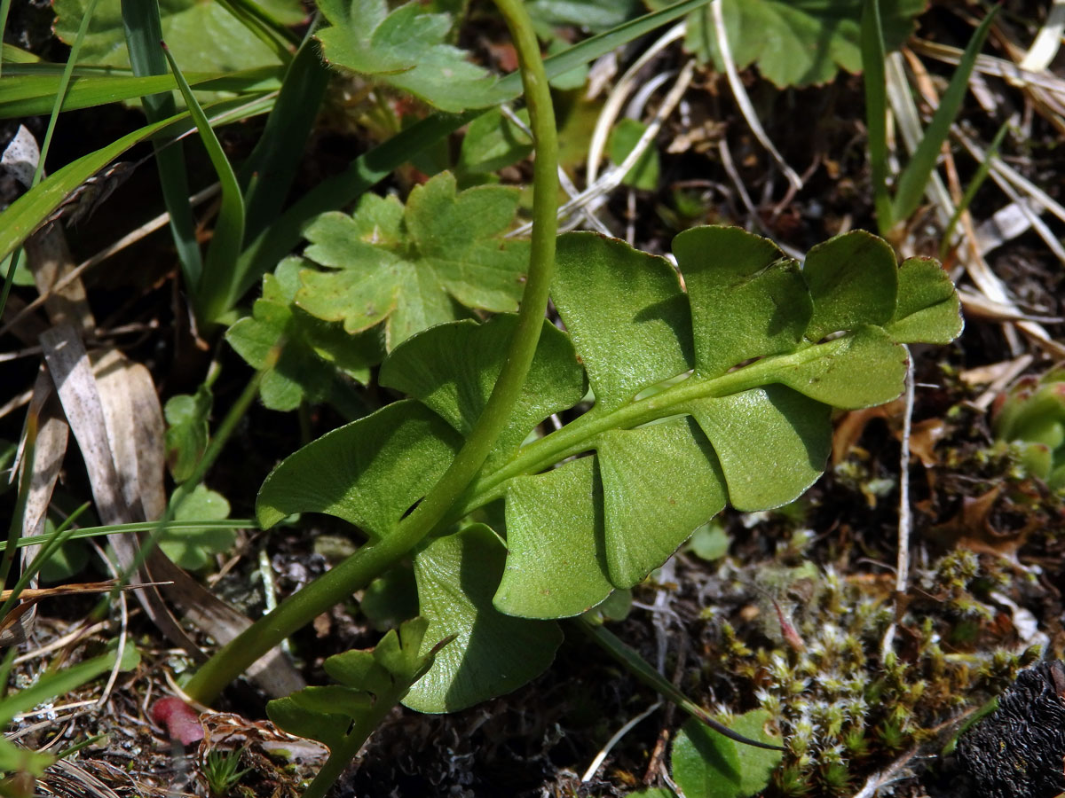 Vratička měsíční (Botrychium lunaria (L.) Sw.)