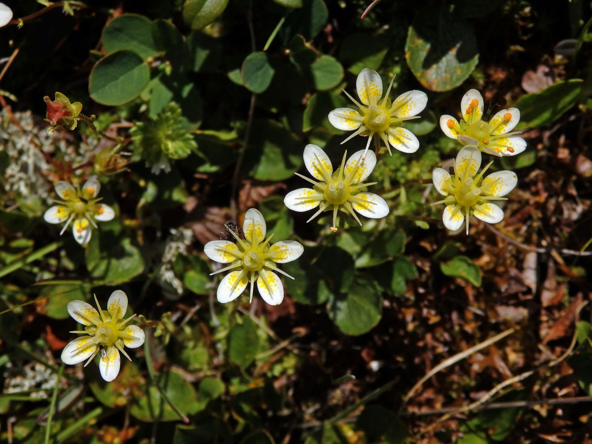 Lomikámen mechovitý (Saxifraga bryoides L.)