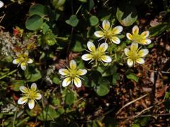 Lomikámen mechovitý (Saxifraga bryoides L.)    