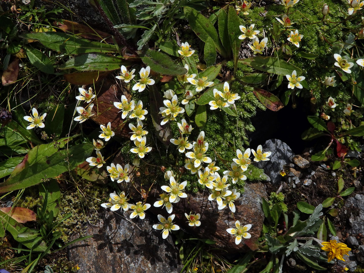 Lomikámen mechovitý (Saxifraga bryoides L.)