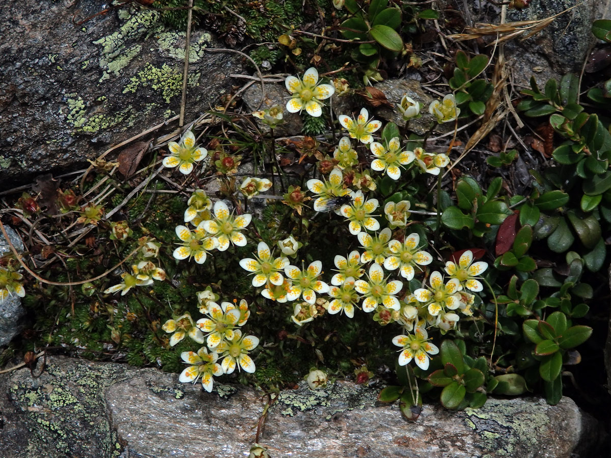 Lomikámen mechovitý (Saxifraga bryoides L.)