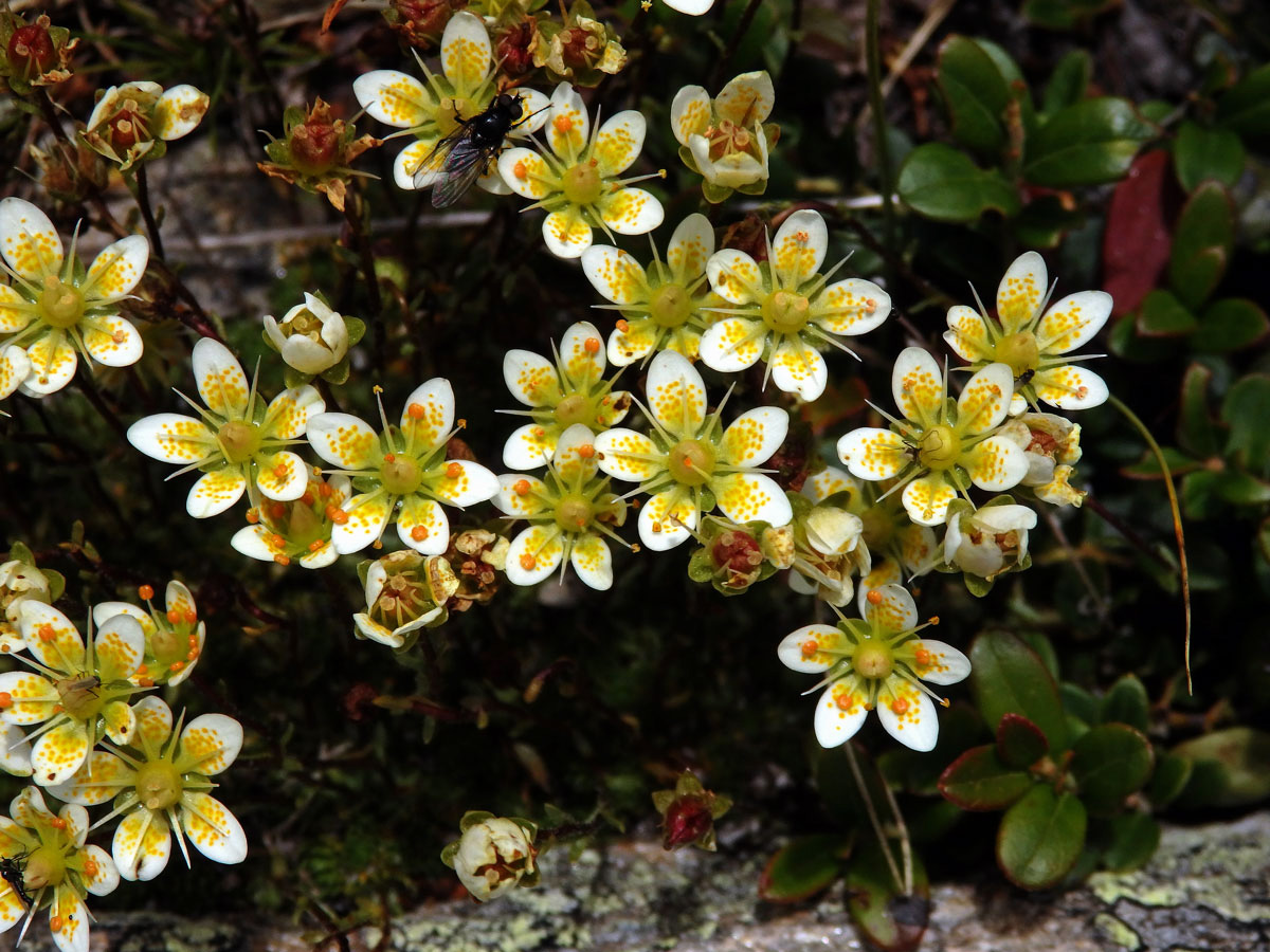 Lomikámen mechovitý (Saxifraga bryoides L.)