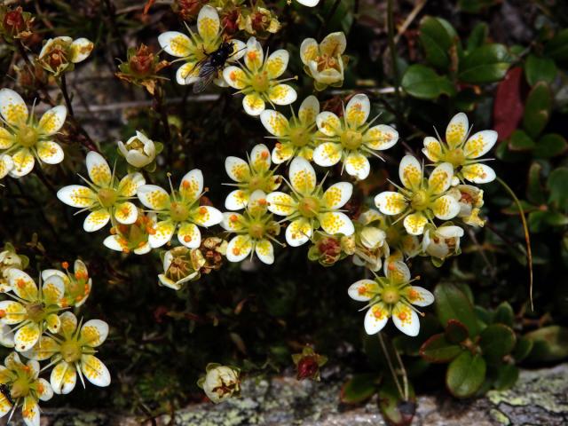 Lomikámen mechovitý (Saxifraga bryoides L.)