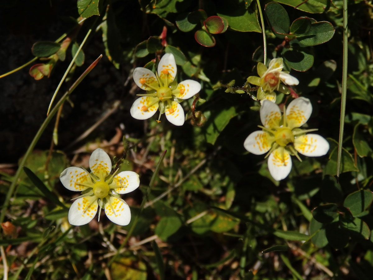 Lomikámen mechovitý (Saxifraga bryoides L.)