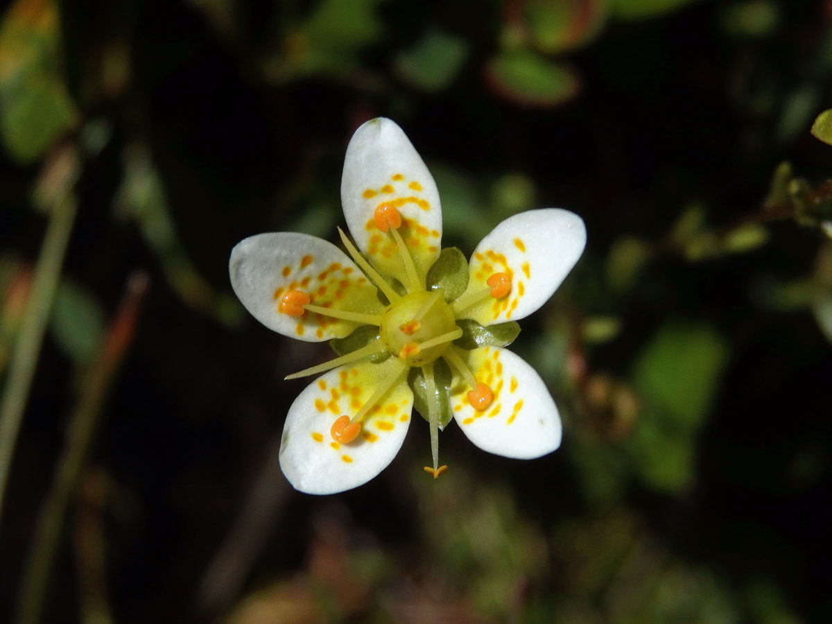 Lomikámen mechovitý (Saxifraga bryoides L.)