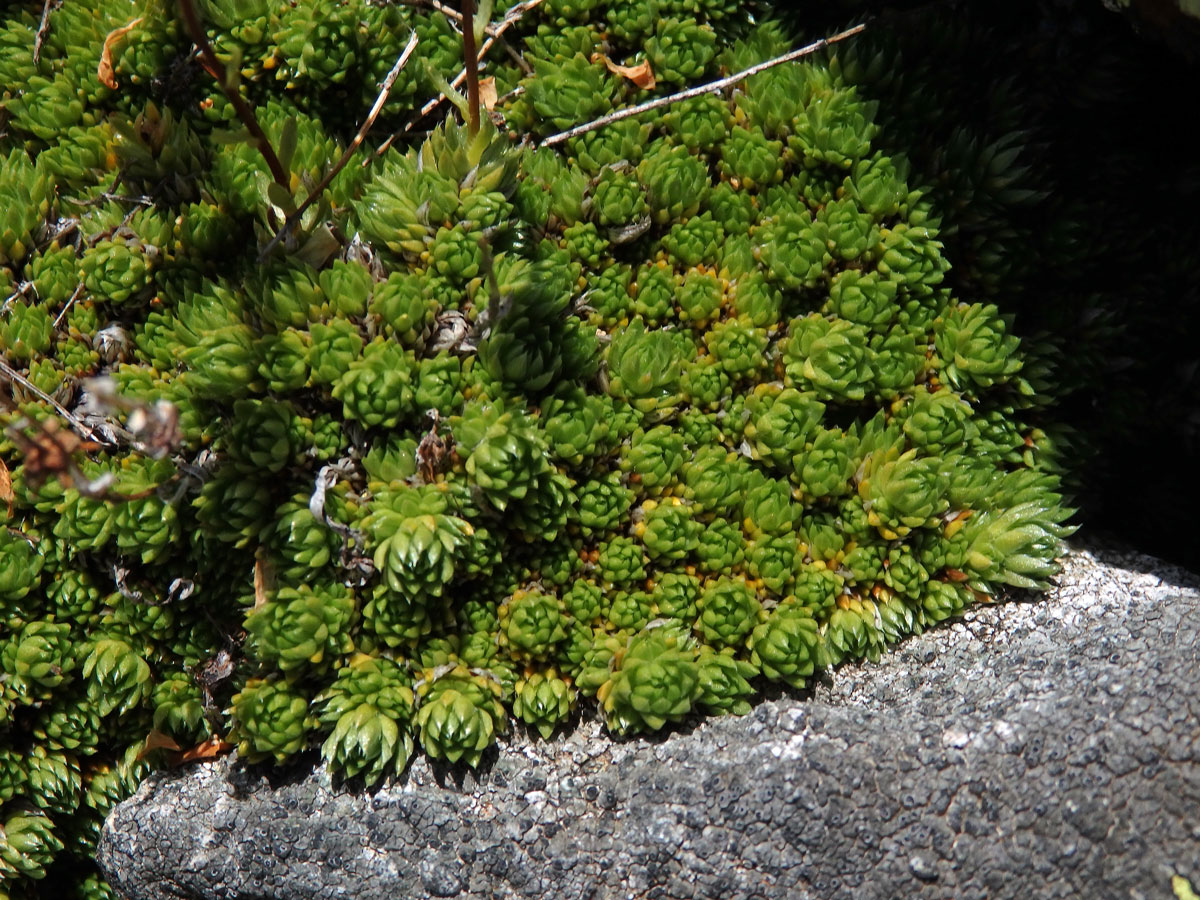 Lomikámen mechovitý (Saxifraga bryoides L.)