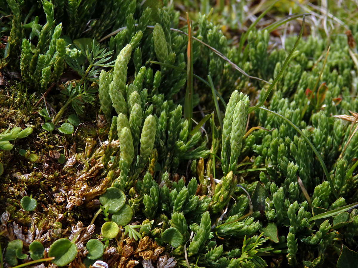 Plavuník alpínský (Diphasiastrum alpinum (L.) Holub)