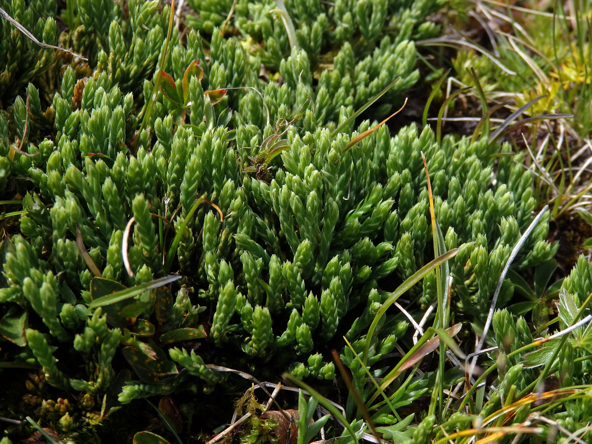 Plavuník alpínský (Diphasiastrum alpinum (L.) Holub)