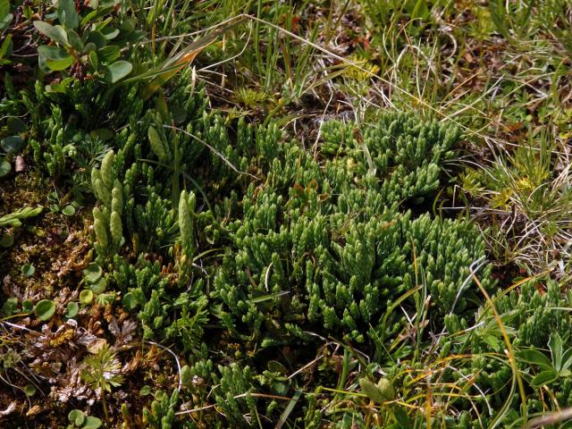 Plavuník alpínský (Diphasiastrum alpinum (L.) Holub)