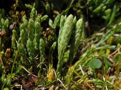 Plavuník alpínský (Diphasiastrum alpinum (L.) Holub)