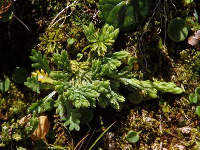 Plavuník alpínský (Diphasiastrum alpinum (L.) Holub)