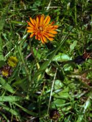 Škarda (Crepis aurea (L.) Cass.)