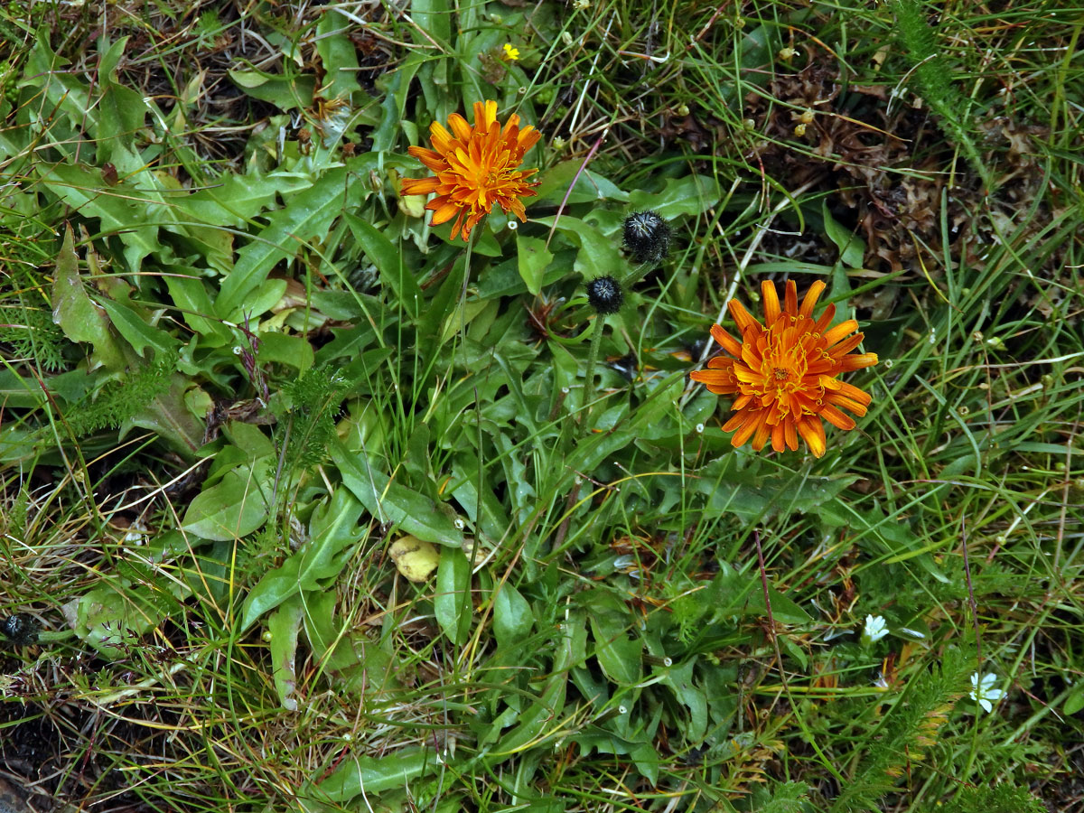 Škarda (Crepis aurea (L.) Cass.)