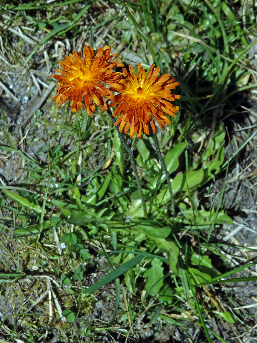 Škarda (Crepis aurea (L.) Cass.)