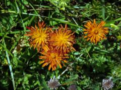 Škarda (Crepis aurea (L.) Cass.)