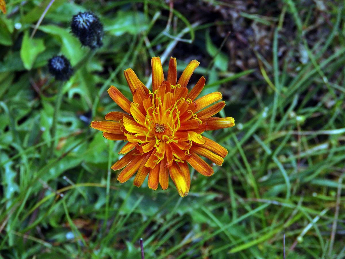 Škarda (Crepis aurea (L.) Cass.)