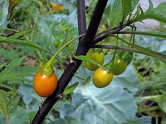 Lilek dřípený (Solanum lacinatum Aiton)