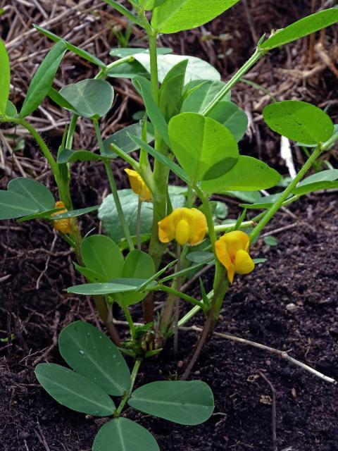 Podzemnice olejná (Arachis hypogaea L.)