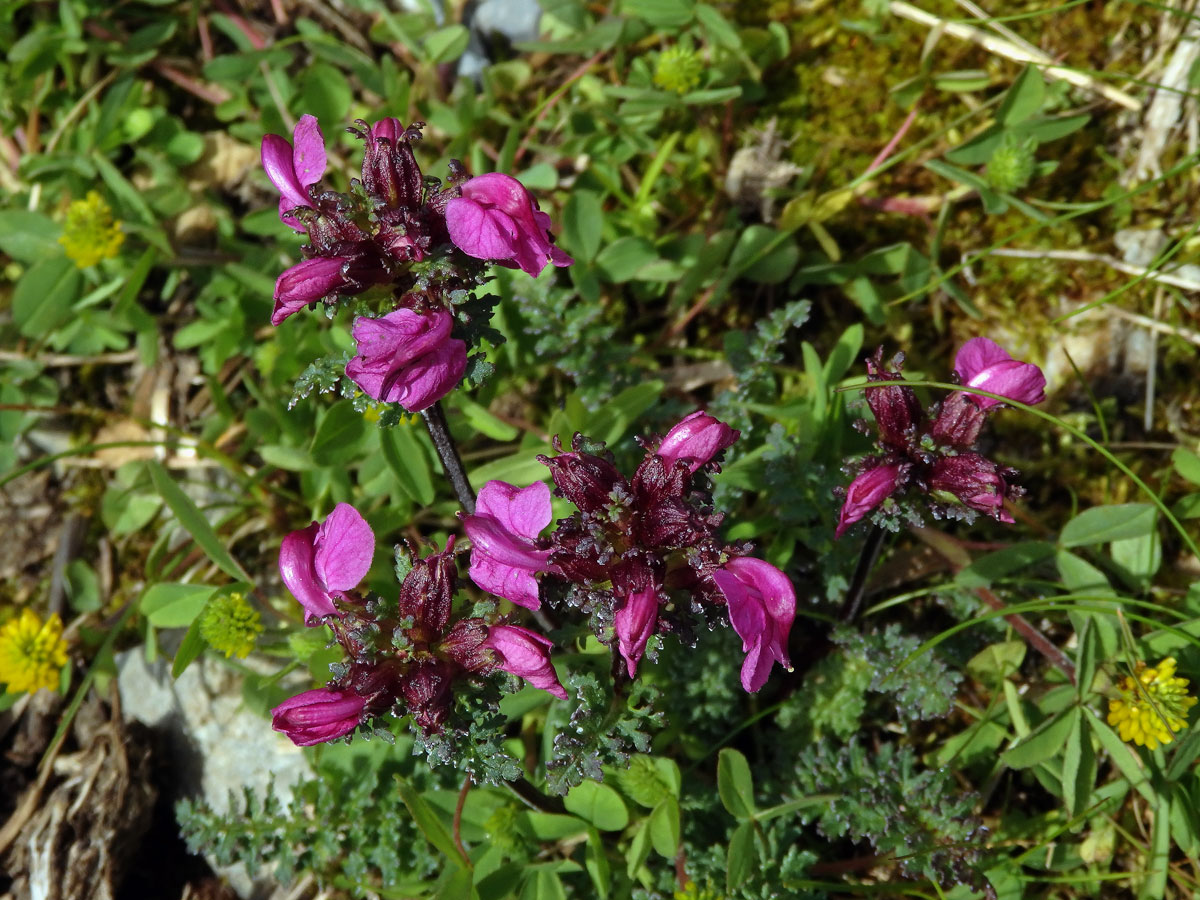 Všivec (Pedicularis rostratocapitata Crantz)