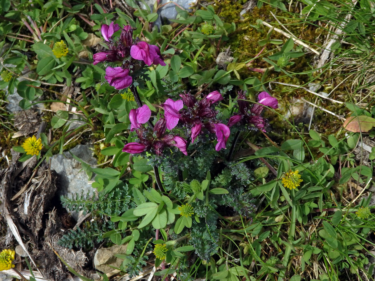 Všivec (Pedicularis rostratocapitata Crantz)