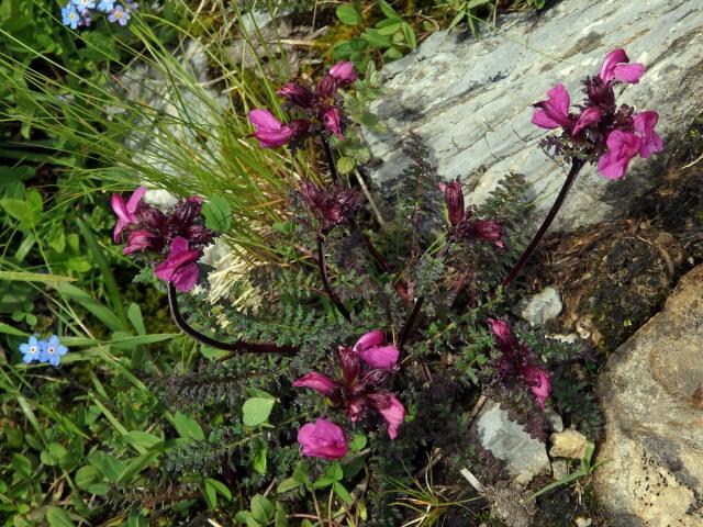 Všivec (Pedicularis rostratocapitata Crantz)