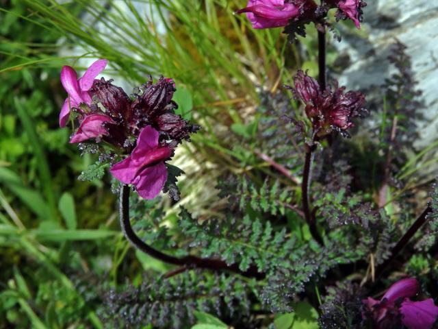 Všivec (Pedicularis rostratocapitata Crantz)