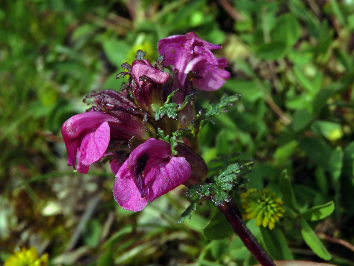 Všivec (Pedicularis rostratocapitata Crantz)