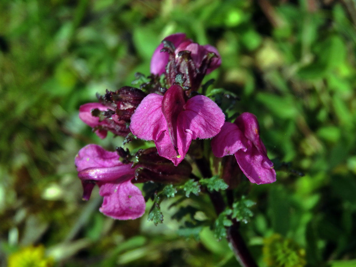 Všivec (Pedicularis rostratocapitata Crantz)