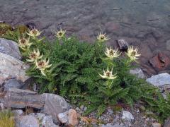 Pcháč (Cirsium spinosissimum (L.) Scop.)