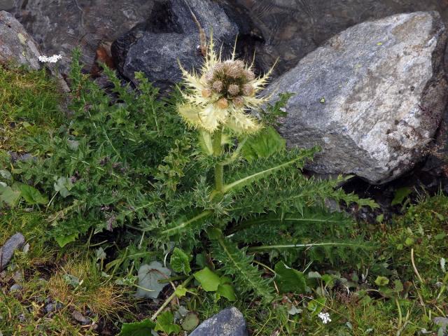 Pcháč (Cirsium spinosissimum (L.) Scop.)