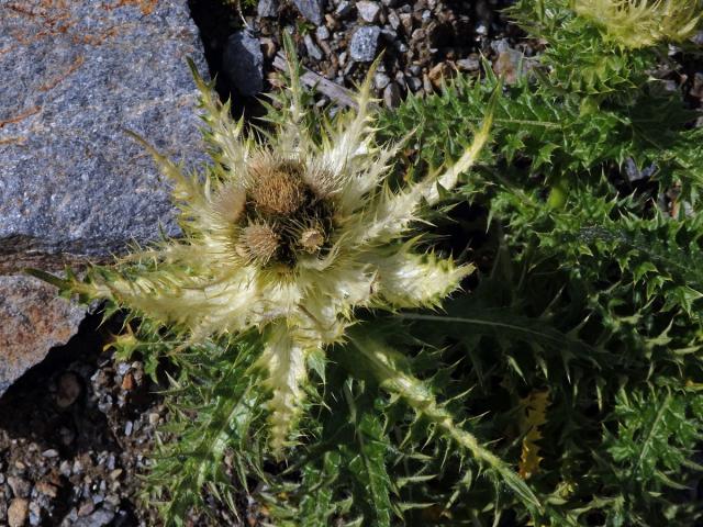 Pcháč (Cirsium spinosissimum (L.) Scop.)