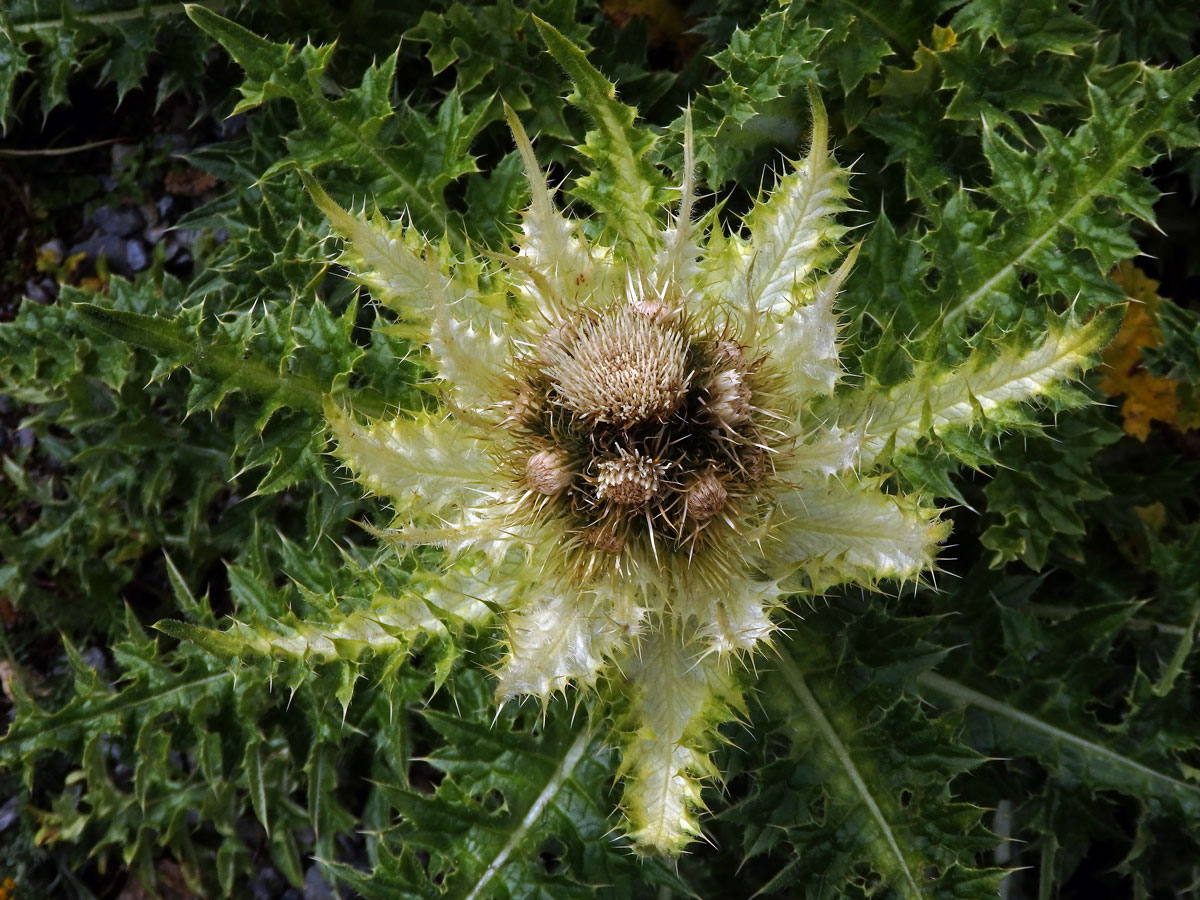 Pcháč (Cirsium spinosissimum (L.) Scop.)