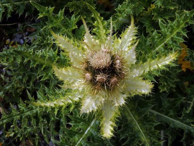 Pcháč (Cirsium spinosissimum (L.) Scop.)