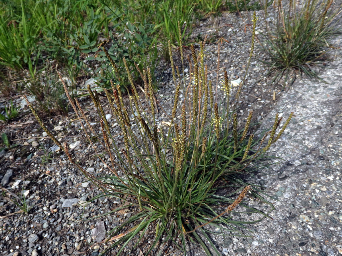 Jitrocel přímořský (Plantago maritima L.)